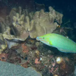 Chain-lined Wrasse, photo 7