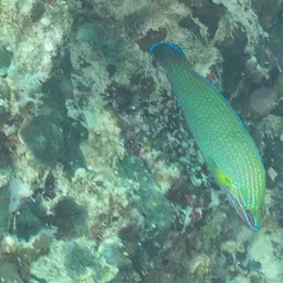 Chain-lined Wrasse, photo 8