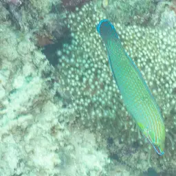 Chain-lined Wrasse, photo 9