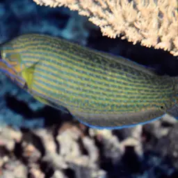 Chain-lined Wrasse, photo 10