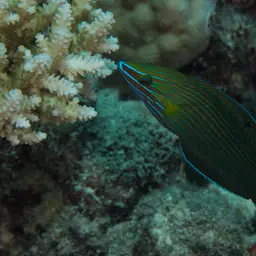 Chain-lined Wrasse, photo 11