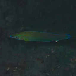 Chain-lined Wrasse, photo 12
