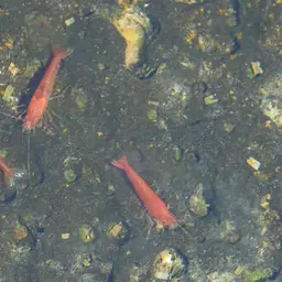 Opae Ula