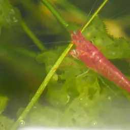 Opae Ula, photo 3