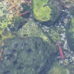 Opae Ula, photo 7