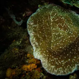Bowl Coral