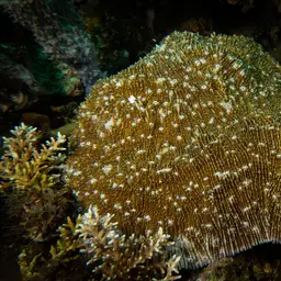 Bowl Coral, photo 2