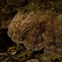 Bowl Coral, photo 3