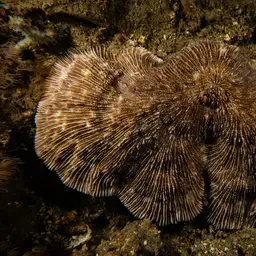 Bowl Coral, photo 4