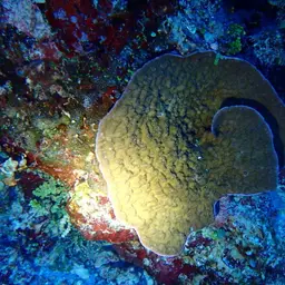 Bowl Coral, photo 5