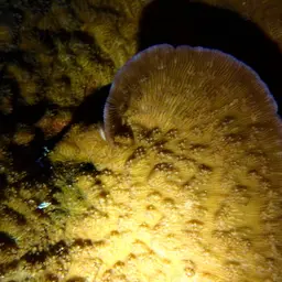 Bowl Coral, photo 6