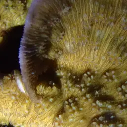 Bowl Coral, photo 7