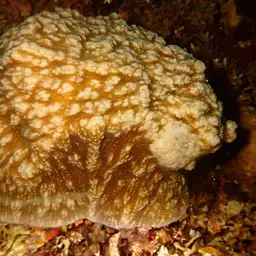 Bowl Coral, photo 2