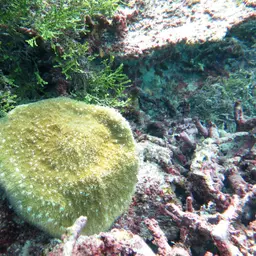 Bowl Coral, photo 3