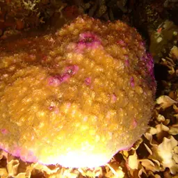 Bowl Coral, photo 4