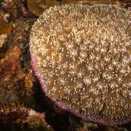 Bowl Coral, photo 5