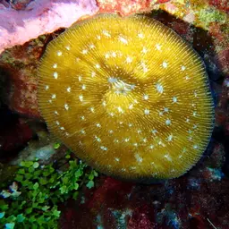 Bowl Coral