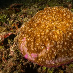 Bowl Coral, photo 6