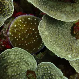 Bowl Coral, photo 7