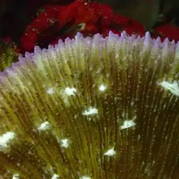 Bowl Coral, photo 8