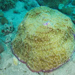 Bowl Coral, photo 9