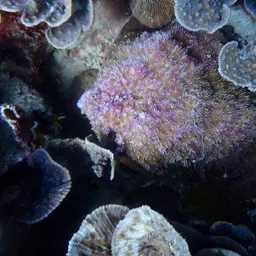 Bowl Coral, photo 10