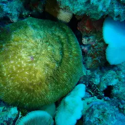Bowl Coral, photo 11