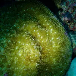 Bowl Coral, photo 12