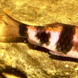 Melon Barb, photo 1
