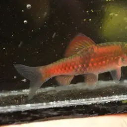 Melon Barb, photo 2