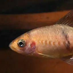 Melon Barb, photo 4