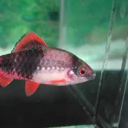 Melon Barb, photo 5