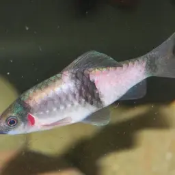 Melon Barb, photo 8