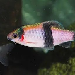 Melon Barb, photo 9