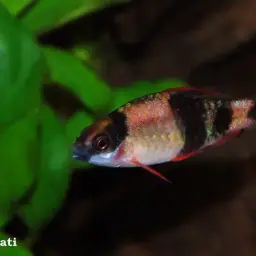 Melon Barb, photo 10