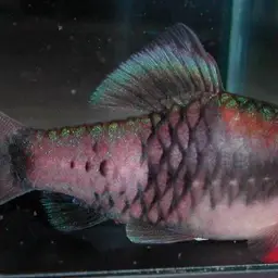 Melon Barb, photo 11