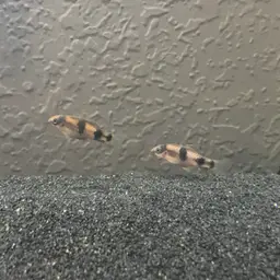Panda Barb, photo 2