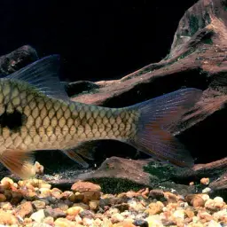 Spotted Hampala Barb, photo 1
