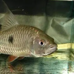 Spotted Hampala Barb, photo 3