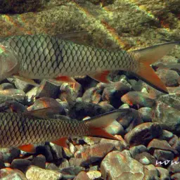 Hampala Barb, photo 1