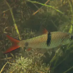 Hampala Barb, photo 2