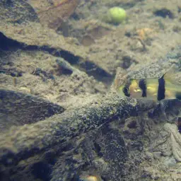 Hampala Barb, photo 3