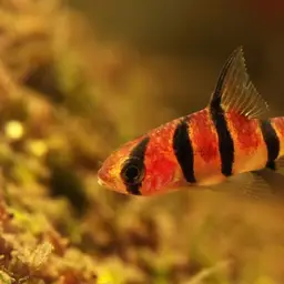 Hampala Barb, photo 4