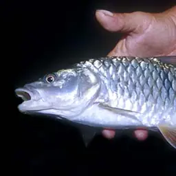 Hampala Barb, photo 5