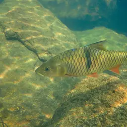Hampala Barb, photo 6