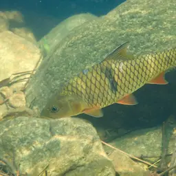 Hampala Barb, photo 7