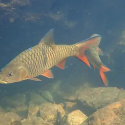 Hampala Barb, photo 8