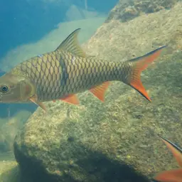 Hampala Barb, photo 9