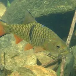 Hampala Barb, photo 10