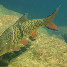 Hampala Barb, photo 11